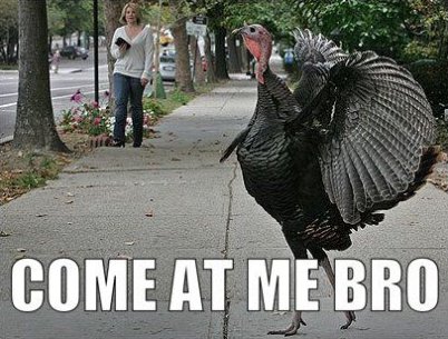 Come-at-me-bro-Tough-Turkey.jpg